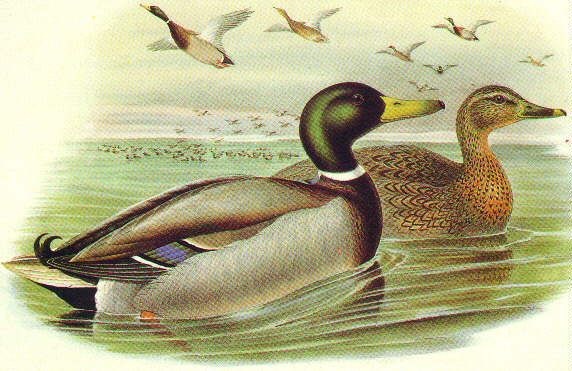 ducks.jpg (49390 bytes)